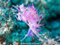 Aeolid Nudibranch - Flabellina affinis by Stefanos Michael 